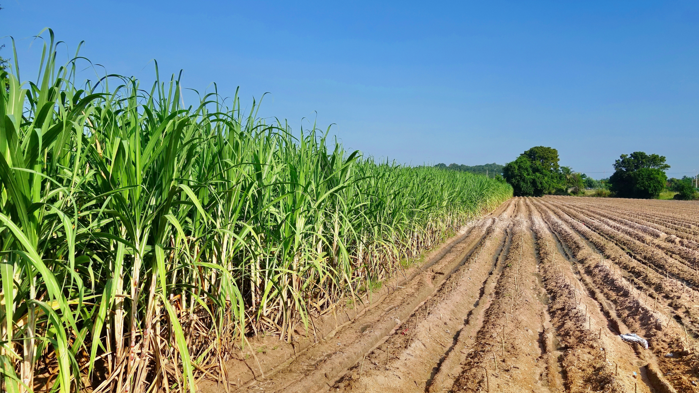 Do Lakanto products contain sugarcane fibre?