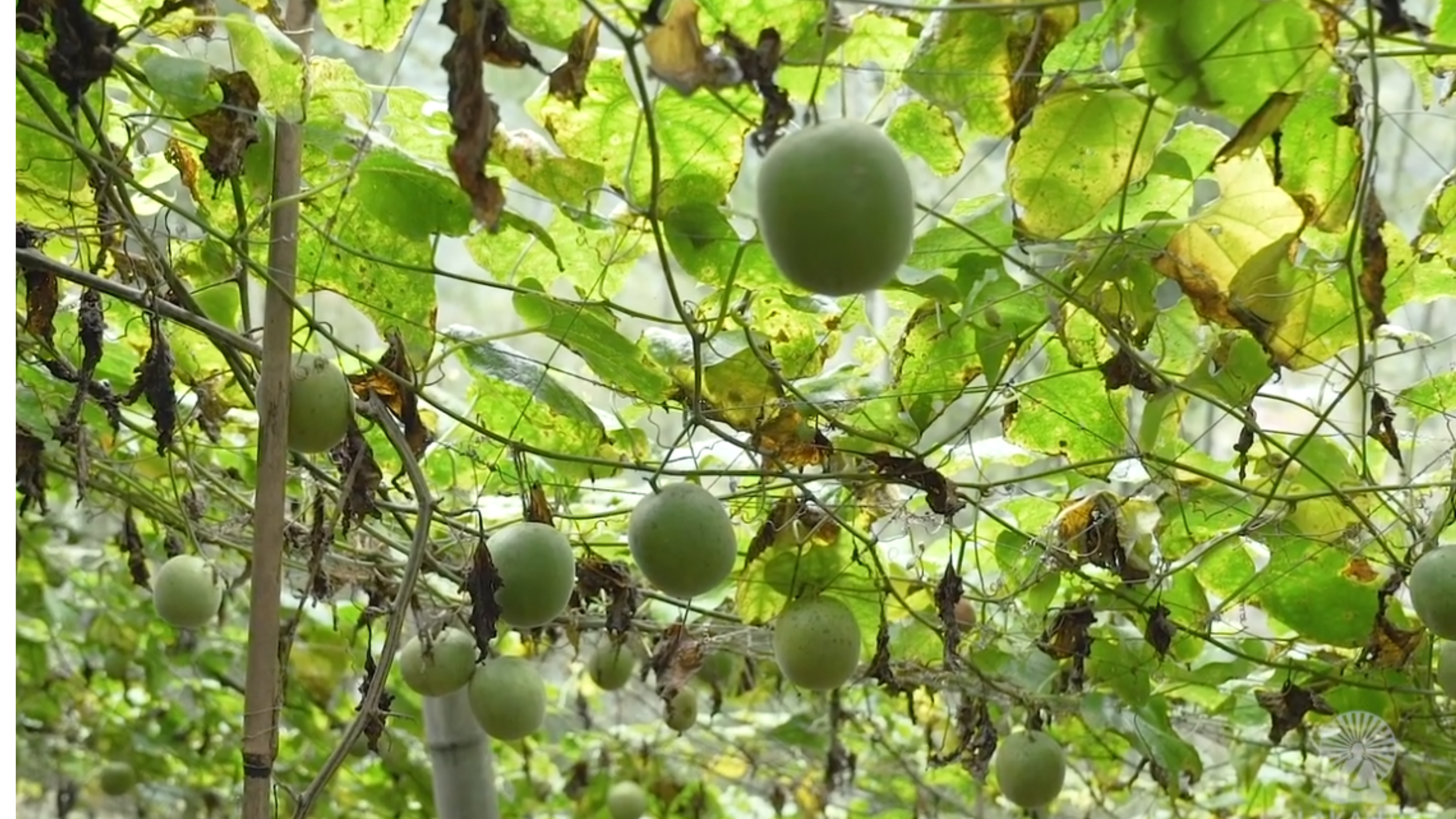 Who discovered monk fruit?