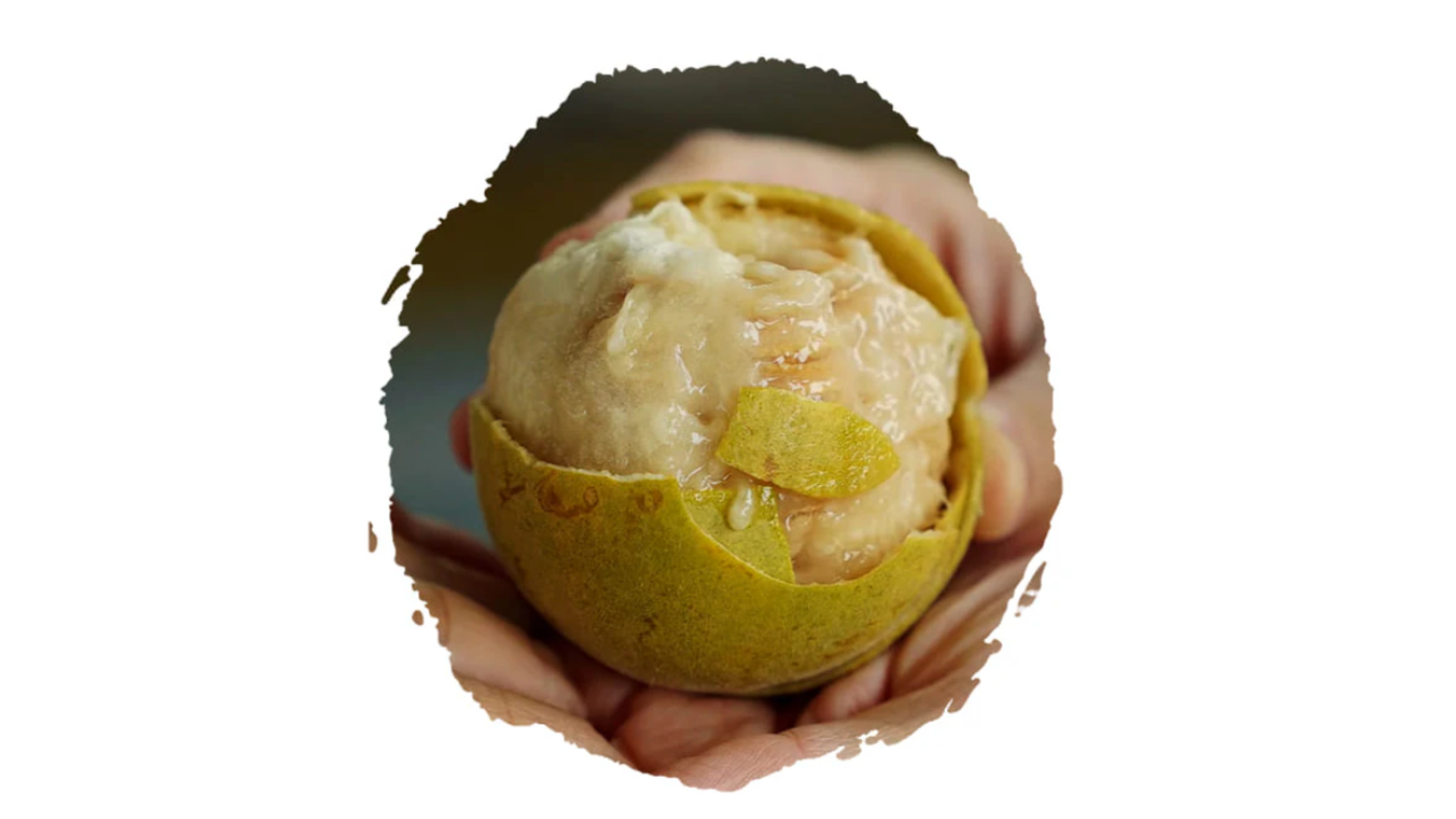 What is monk fruit extract?