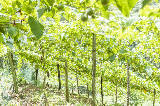 What are the benefits of monk fruit?